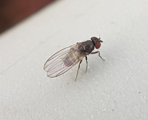 Drosophila subobscura